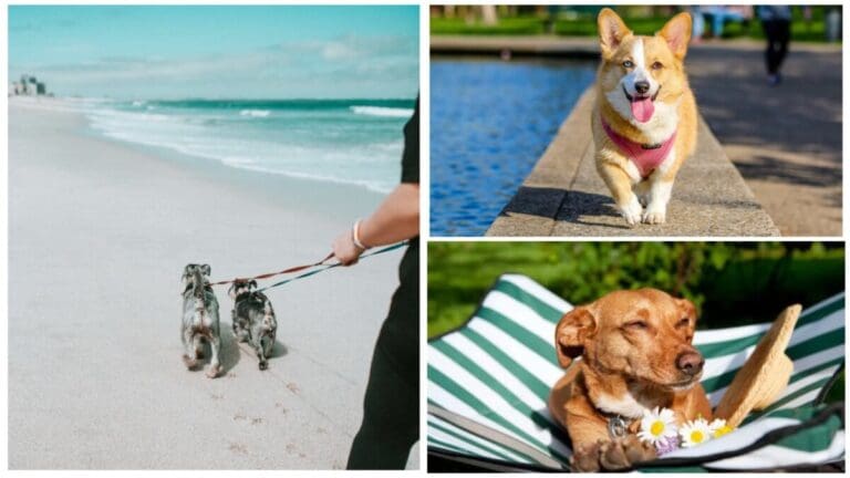 Fur Babies First: Vacation Tips for Caring Pet Parents
