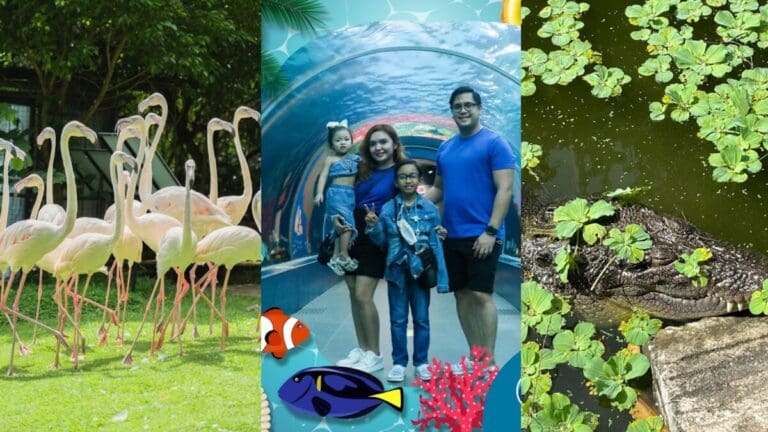 Animal Day Out: Roar, Splash, and Flutter in Cebu
