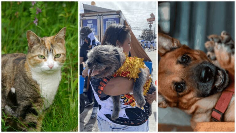 Paw-fficially Registered: A Call for Responsible Pet Owners