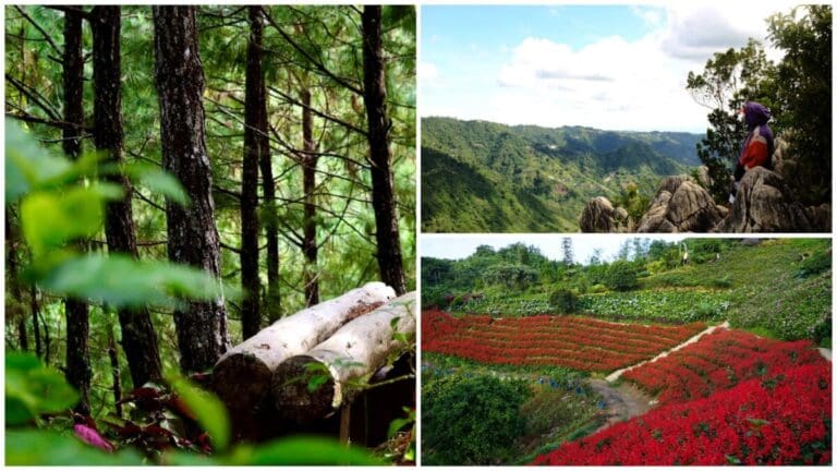 The Peaceful Pines of Gaas: Where the Air Smells Like Rain