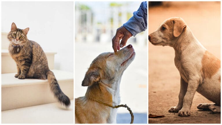 Cebu City’s Pawsome Policy