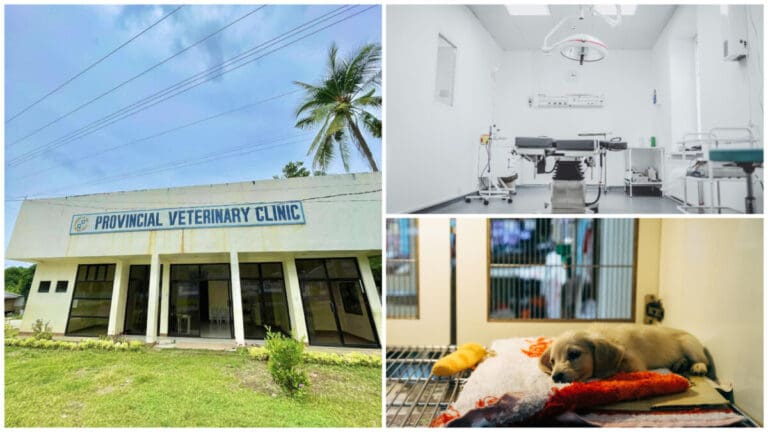 Public And Affordable Veterinaries Around Cebu