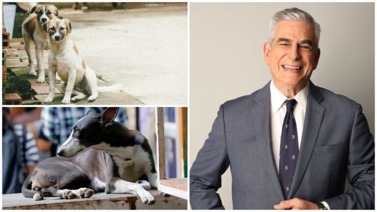 A Business Tycoon Warms Hearts with Gesture Toward Stray Dogs