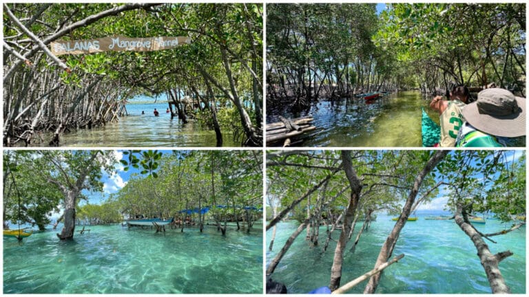 Chill Kita Sa Palanas Mangrove Tunnel