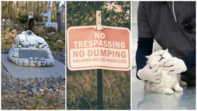 Cebu City to Establish First Public Pet Cemetery