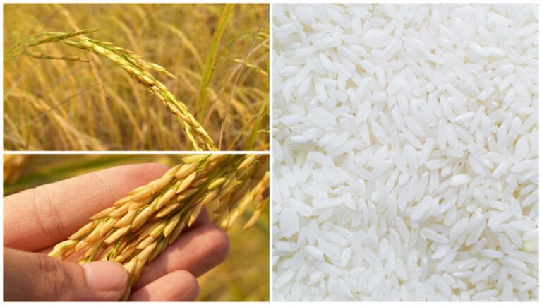 Philippines’ Dinorado Achieves Global Recognition