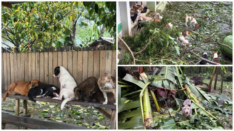 These Animal Shelters Need Us Now