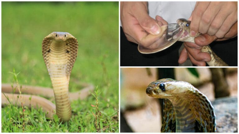 Cobra Antivenom Still Accessible in Cebu Through VSMMC