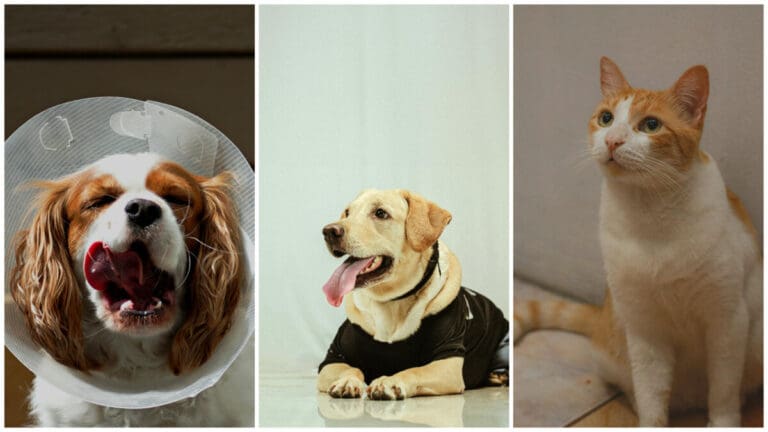 Low-Cost Spay and Neuter Services Now Open in Cebu City