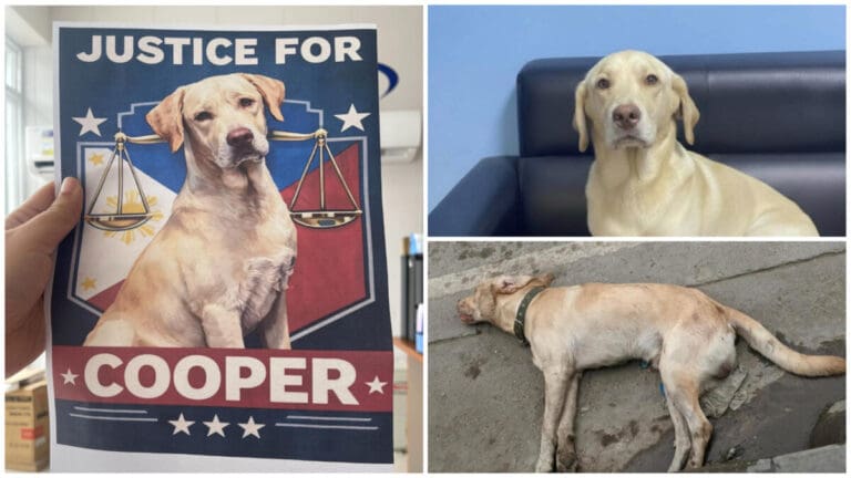 A Dog Was Killed in Mandaue Market Sparks Outcry