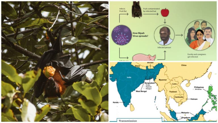 Nipah Virus Explained: Risks, Symptoms, and Prevention