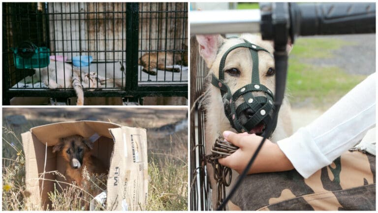 P10 Million Funding Opens New Chapter for Animal Care and Protection